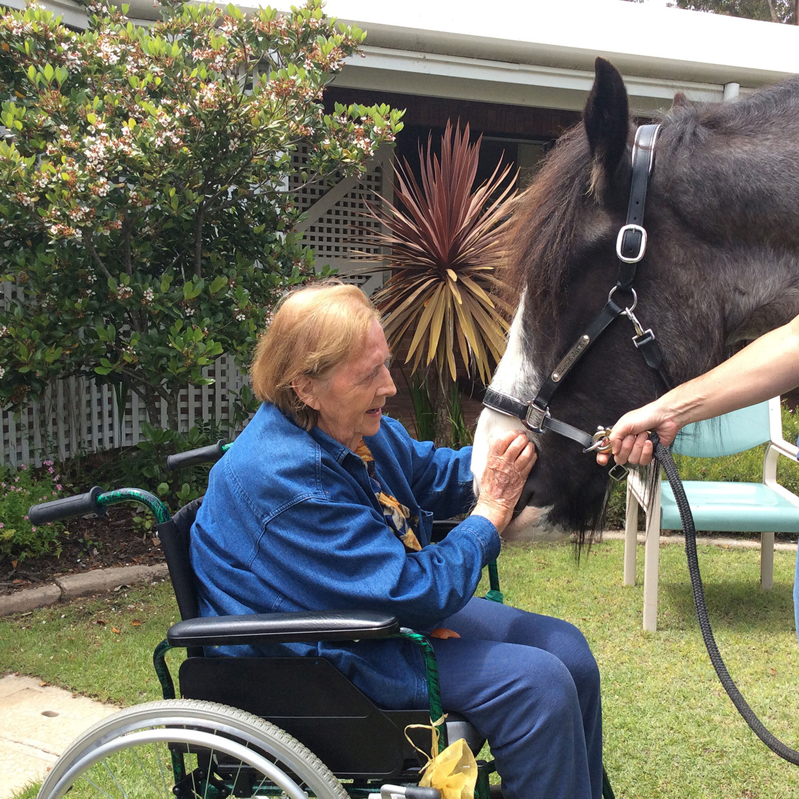 Blackjack the Clydesdale horse brings a smile to Yallambee residential care residents