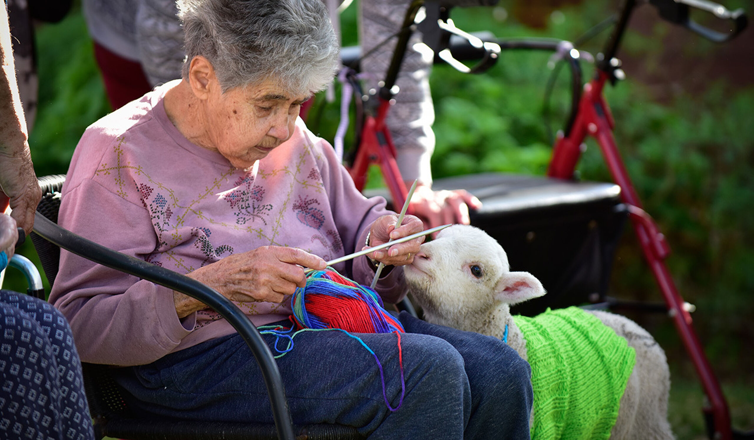 It is knit one purl two for winter lambs at William Carey Court Residential Aged Care in Busselton