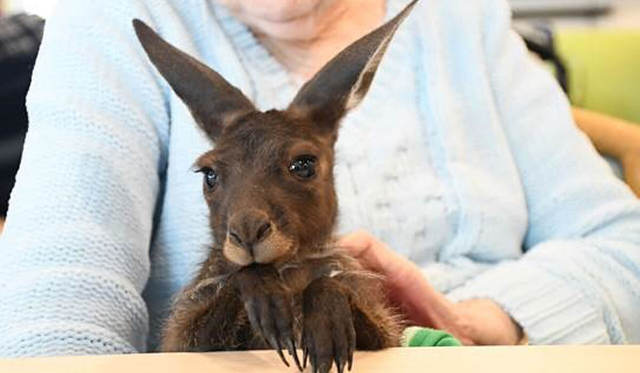 Rescue joeys visit residents at Bethel Residential Aged Care in Albany